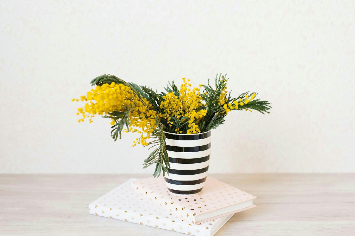 Albero di mimosa in vaso: guida completa per farlo fiorire rigoglioso su balcone o in casa