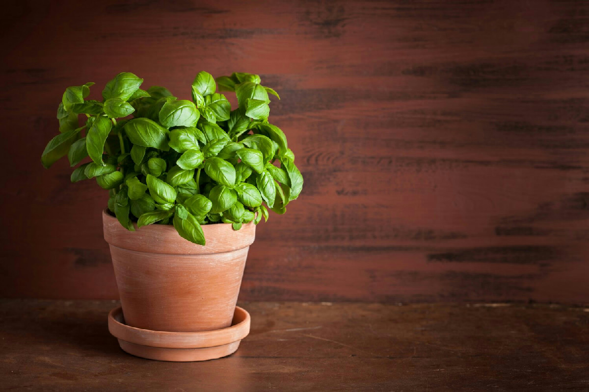 Basilico in vaso sempre rigoglioso e profumato: il trucco per mantenerlo in salute tutto l’anno