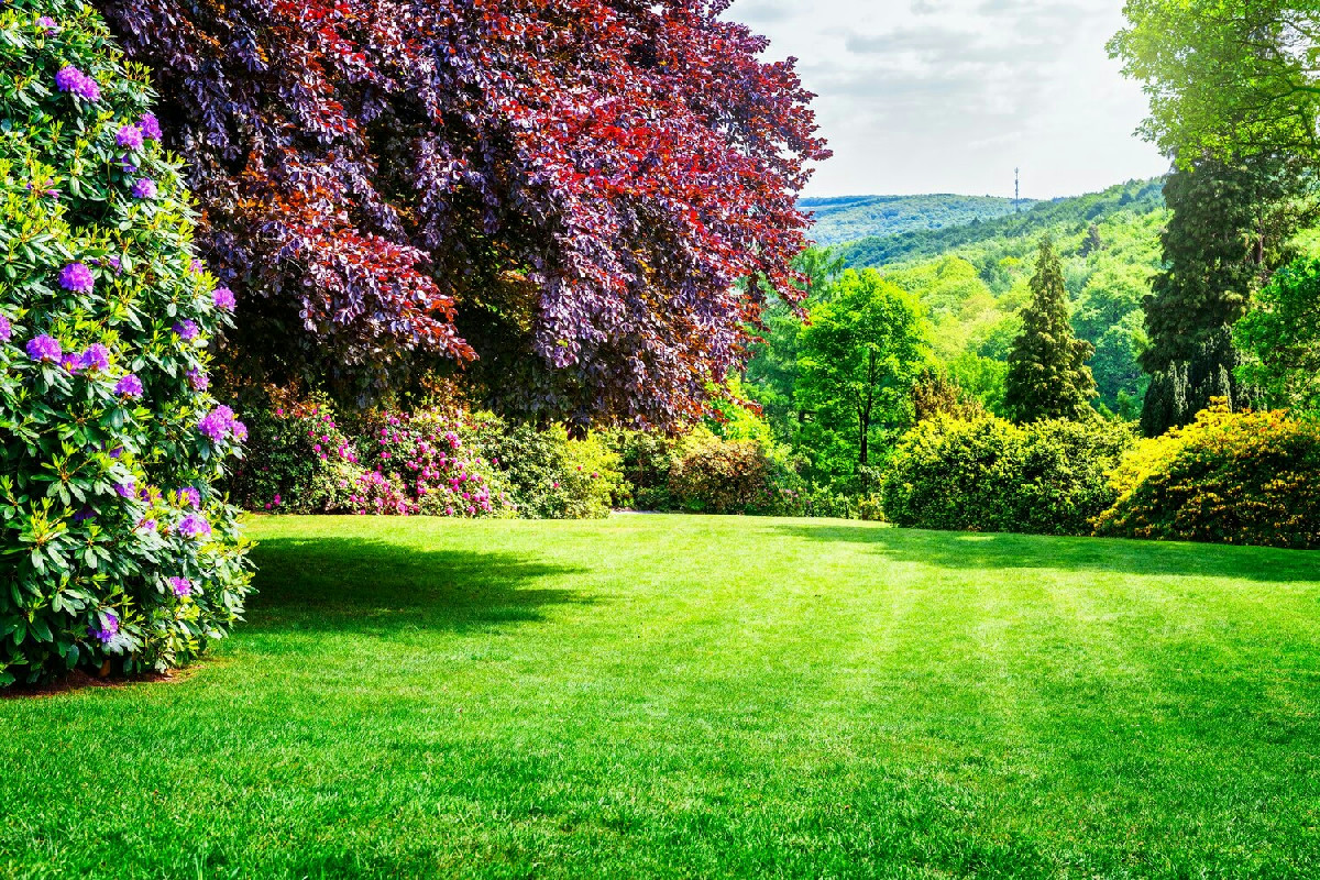 Creare un giardino facile da gestire e sempre curato: consigli pratici per uno spazio verde perfetto