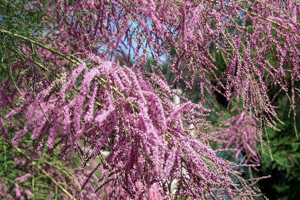 La pianta da esterno ideale per l’inverno che resiste al freddo meglio di edera e lavanda