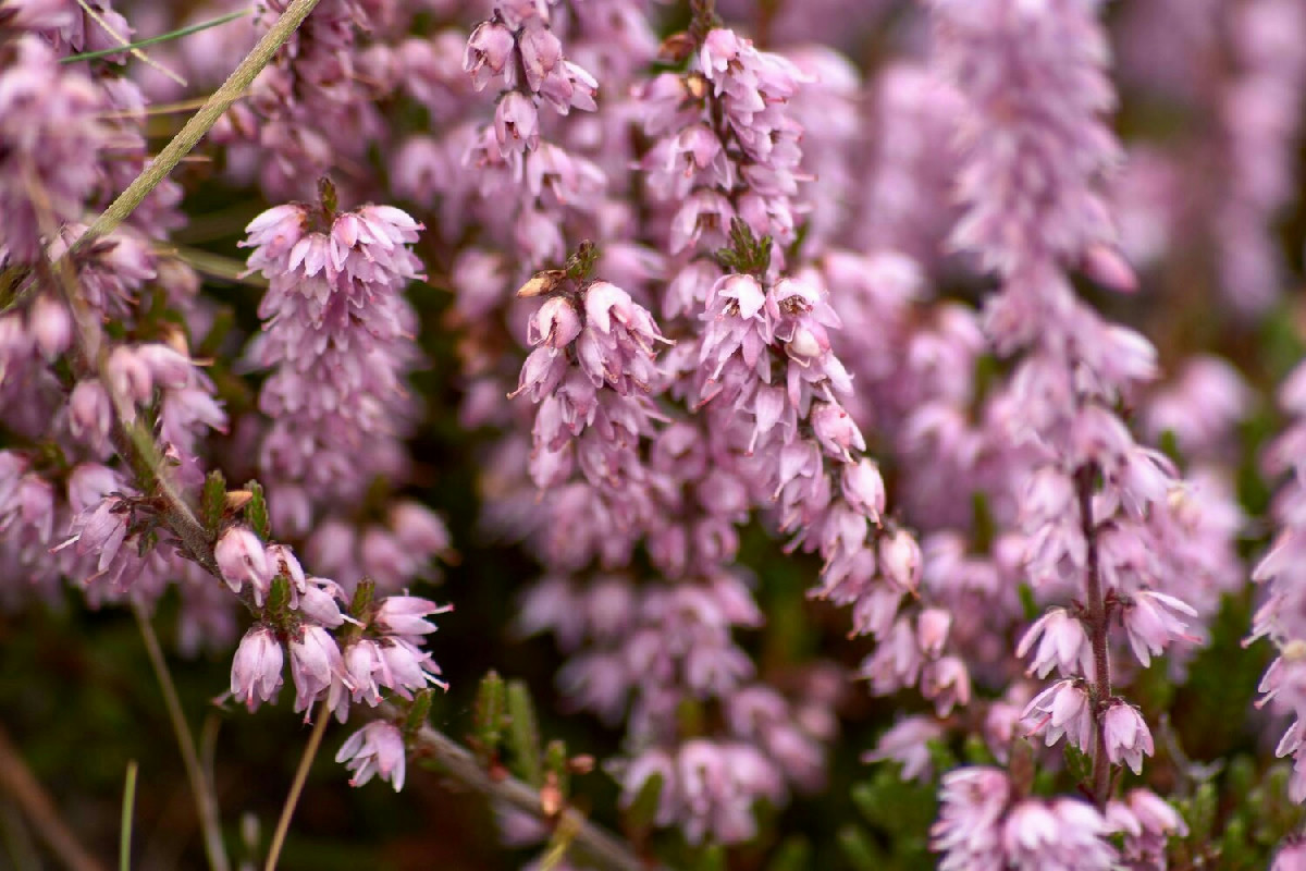 La pianta da esterno ideale per l’inverno che resiste al freddo meglio di edera e lavanda