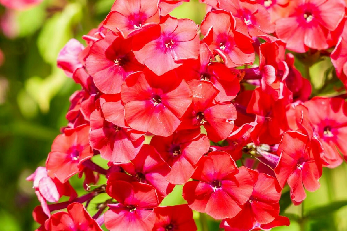 Il piccolo segreto per nutrire i gerani con ingredienti naturali che migliora fioritura e salute