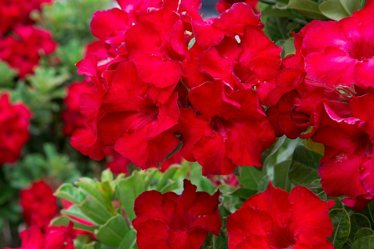 Il piccolo segreto per nutrire i gerani con ingredienti naturali che migliora fioritura e salute
