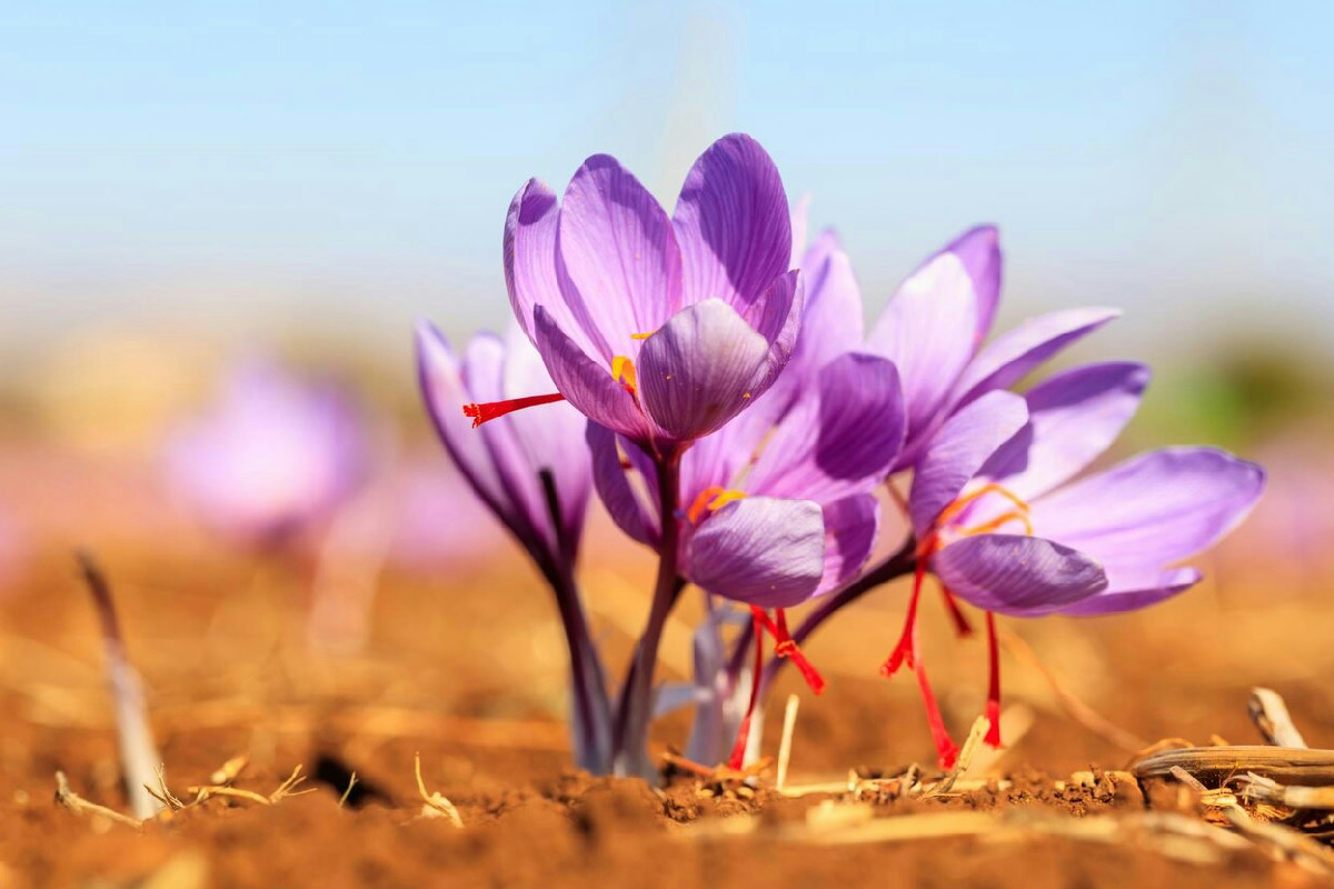 Proprietà dello zafferano per favorire rilassamento, chiarezza mentale e armonia emotiva naturale