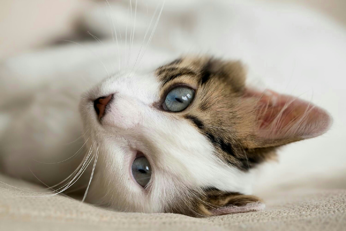 Quando una gatta arriva in famiglia succede qualcosa di inaspettato nei primi venti minuti nel nuovo nido