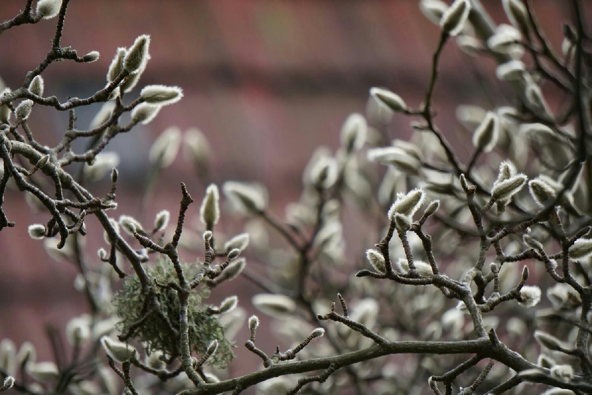 Questo piccolo segreto nel tuo giardino fa fiorire le piante e ti regala colori anche in pieno inverno