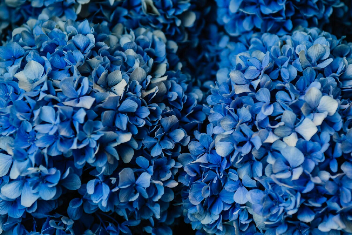 Terriccio e cucina: l’ingrediente che rende le ortensie blu intenso nei vasi di casa