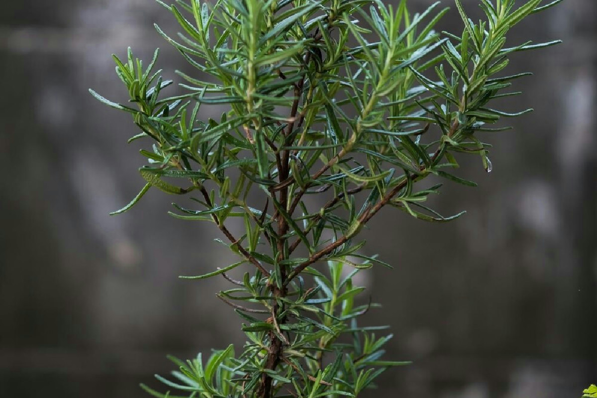 Perché il tuo rosmarino non cresce? Moltiplica le piante senza spendere un centesimo