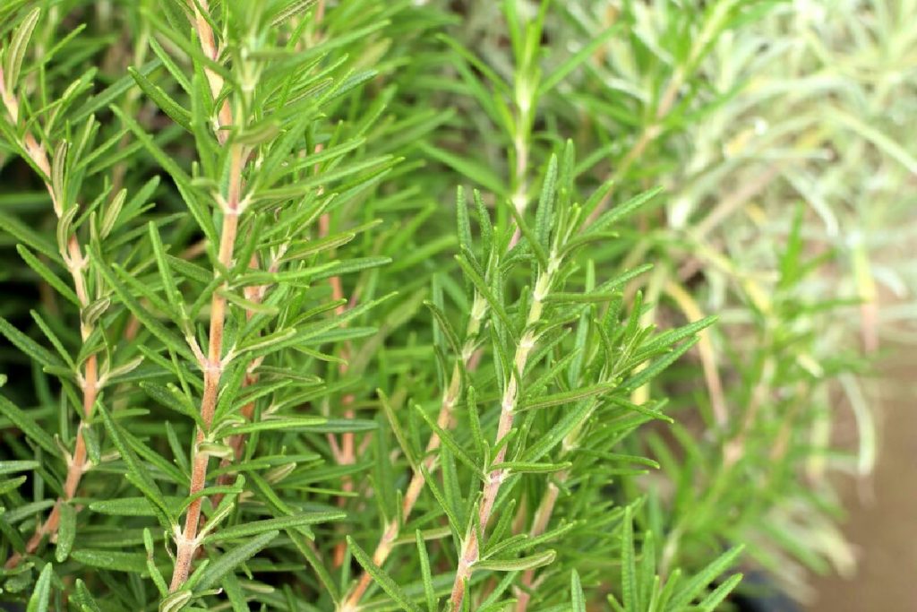 Perché il tuo rosmarino non cresce? Moltiplica le piante senza spendere un centesimo